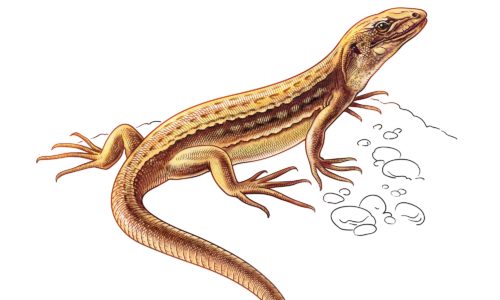 Lacertidae AS